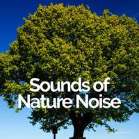 Sounds of Nature Noise资料,Sounds of Nature Noise最新歌曲,Sounds of Nature NoiseMV视频,Sounds of Nature Noise音乐专辑,Sounds of Nature Noise好听的歌