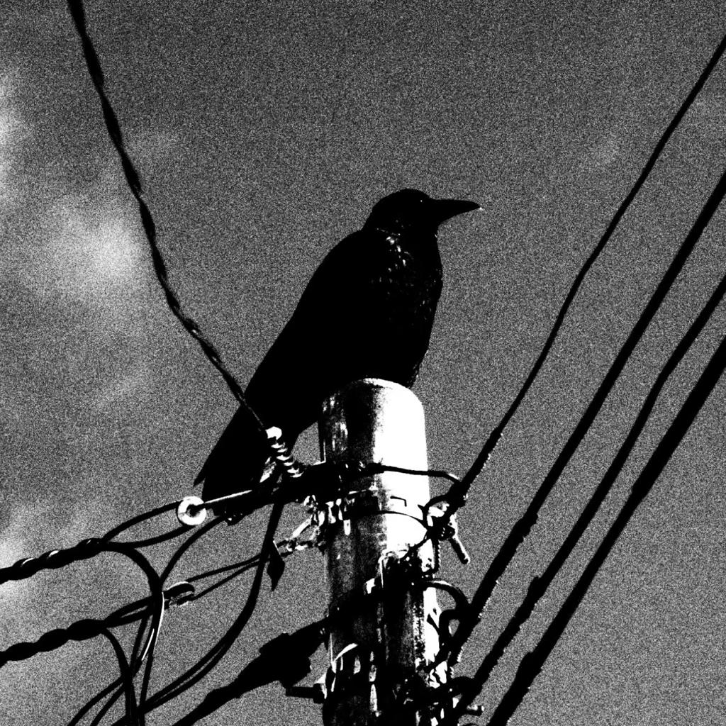 逆生長的時鐘樹