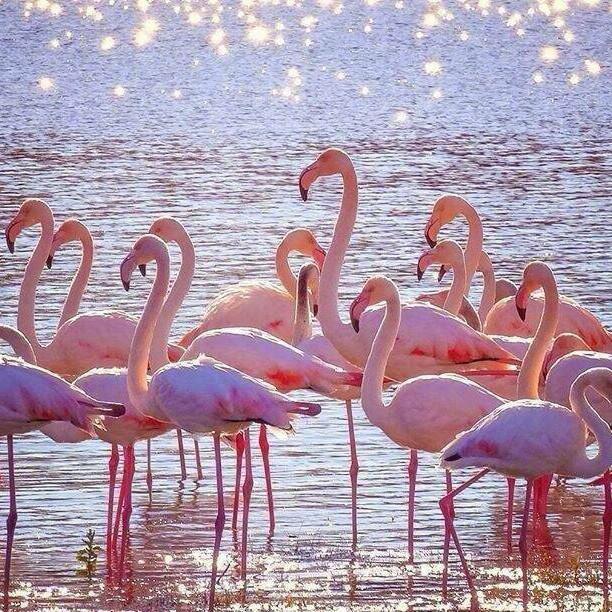 红鹤笔记Flamingo Fashion Notes