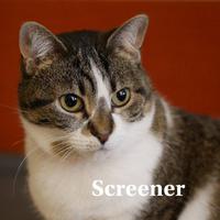 Screener