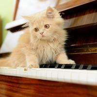 Piano Rain Waves for Cat Tranquility