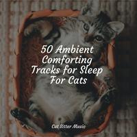 50 Ambient Comforting Tracks for Sleep For Cats