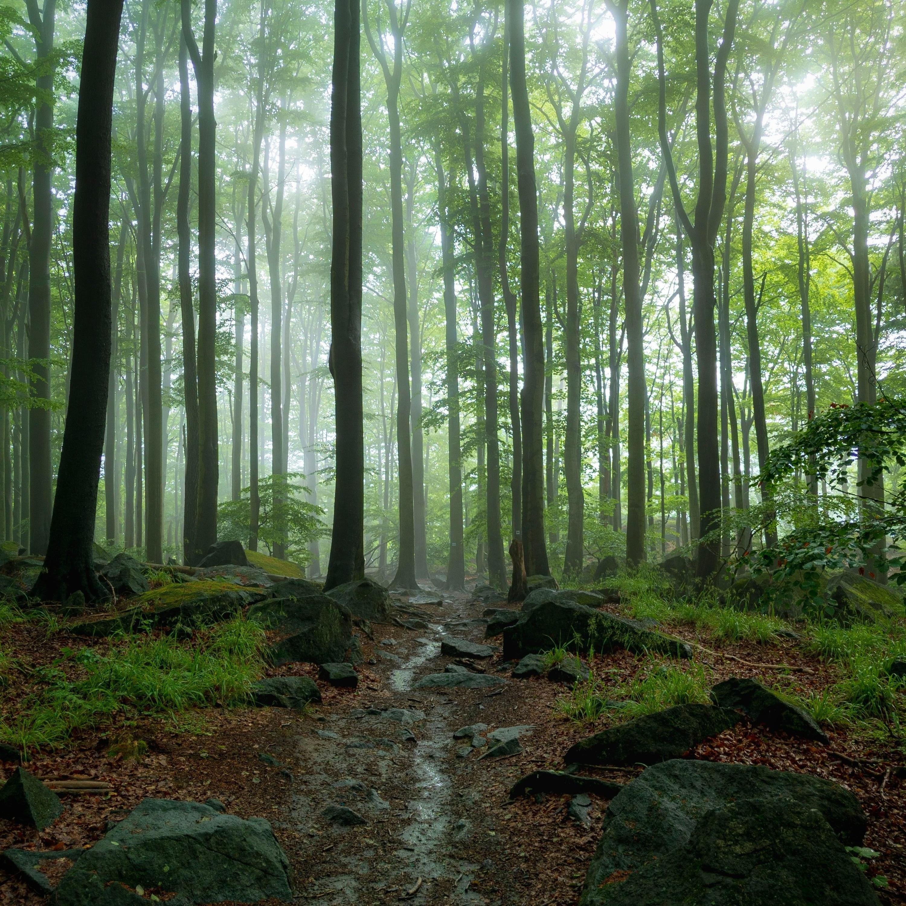 The lonely Birds (Freestyle)