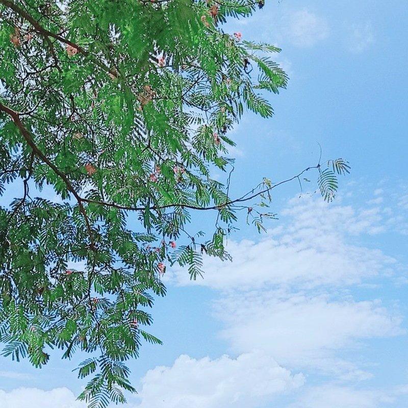 l'été，rose，la'mer