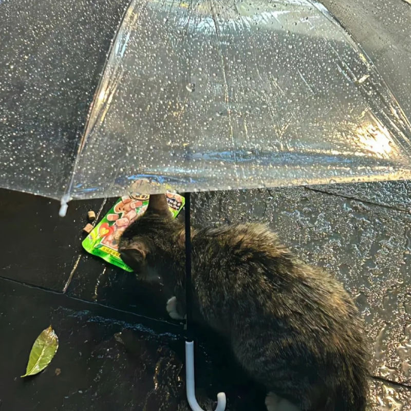 泪是透明血？藏进伤感的旋律