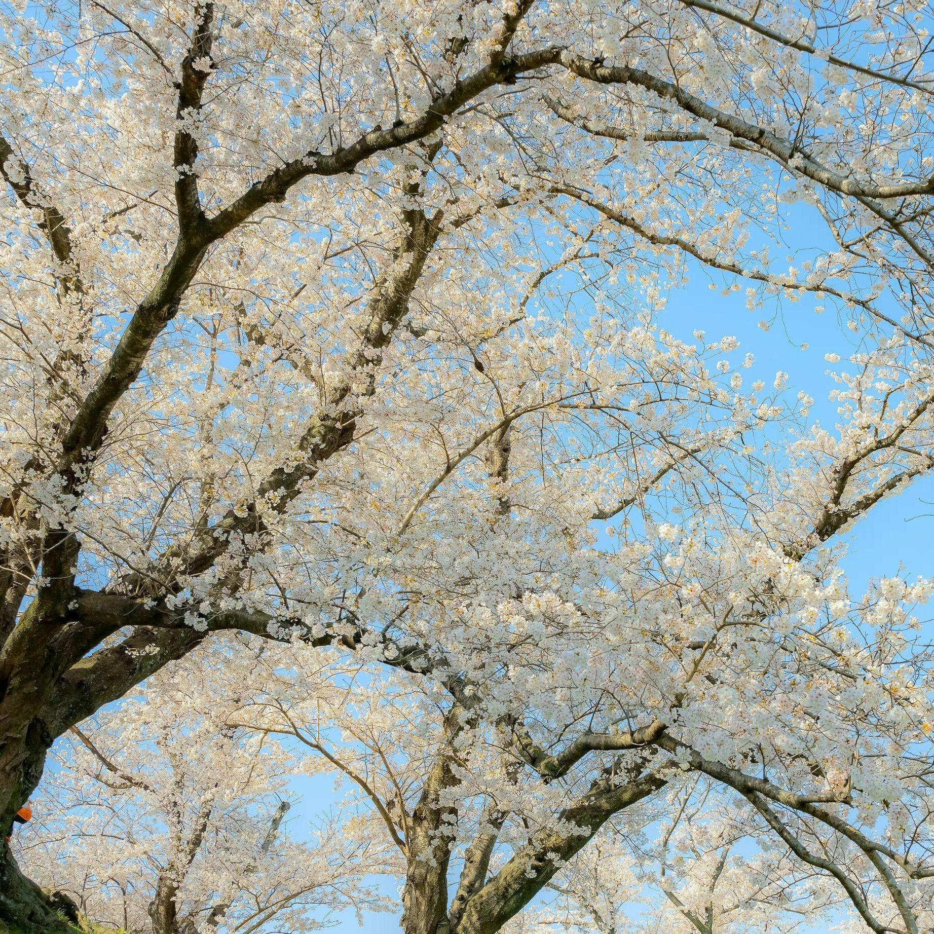 小霞-四季（6il Book remix）