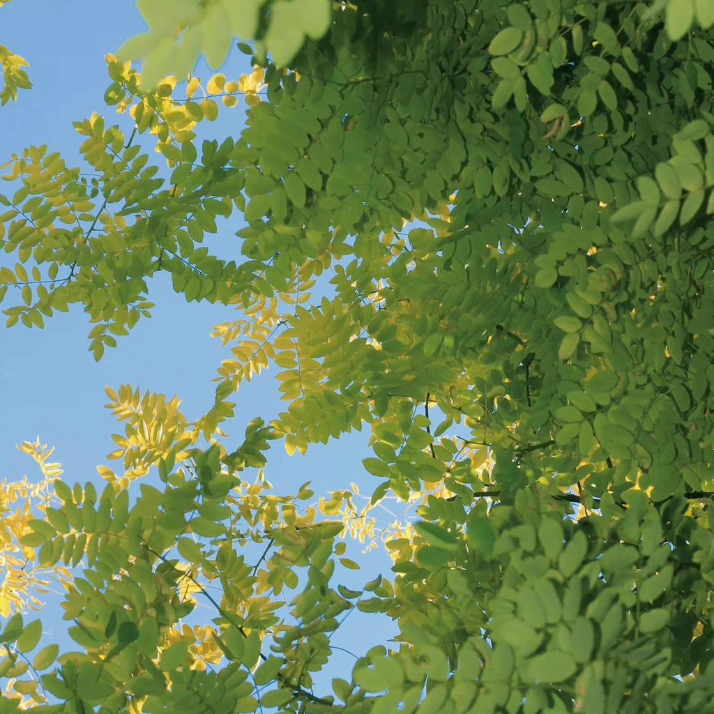 寂静无声 只听蝉鸣