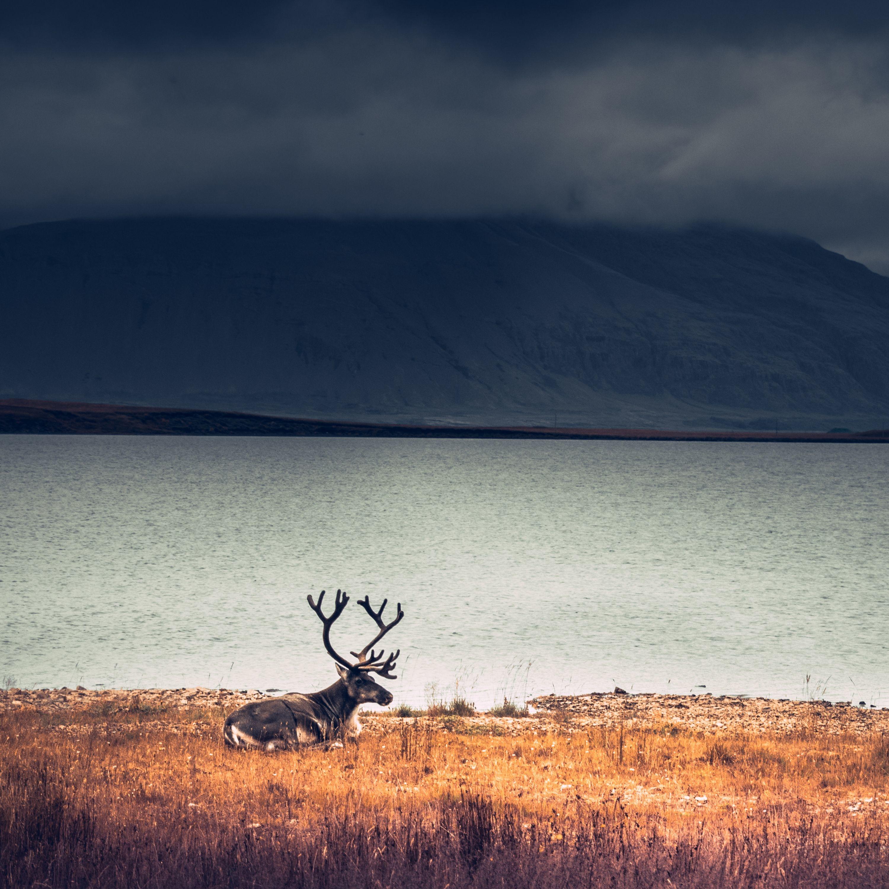 Hamaca En Los Árboles