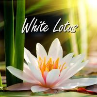 White Lotus