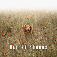 Nature Sounds: Chill Sounds for Restful Dogs