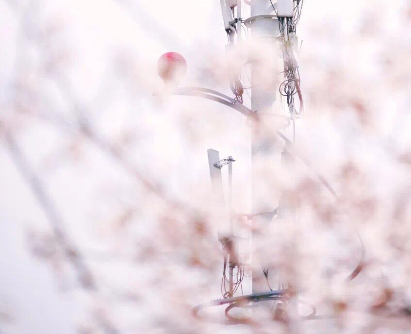 残雪- 歌手- 网易云音乐