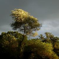 Thunderstorm in the French Countryside - Single