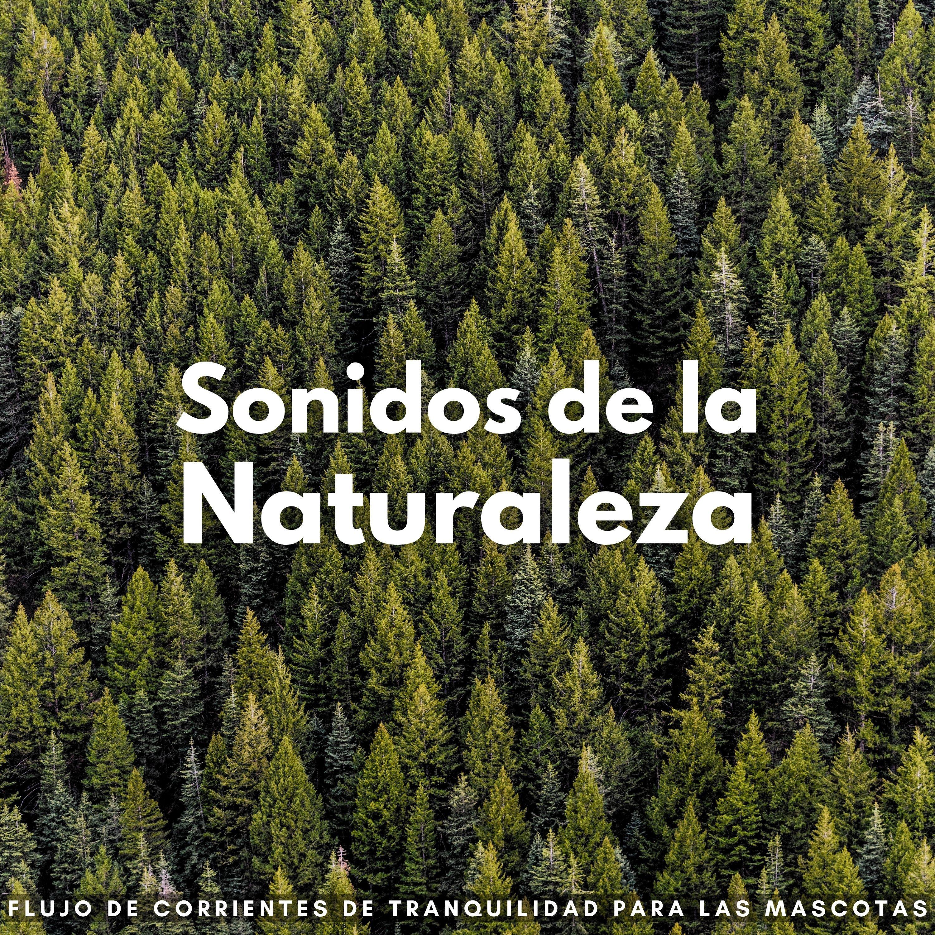 La Serenidad De La Mascota_Ambiente de agua_Sonidos De La Naturaleza: Flujo De Corrientes De Tranquilidad Para Las Mascotas | 在线播放_La Serenidad De La Mascota歌词_La Serenidad De La Mascota下载 | 网易云音乐