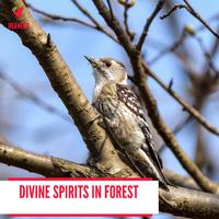 Divine Spirits in Forest