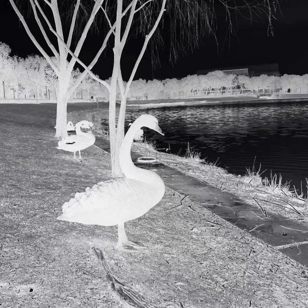 章节三：礼拜日 - 选丑先生