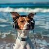 Music for Calming Dogs - Serene Ocean Waves for Dogs