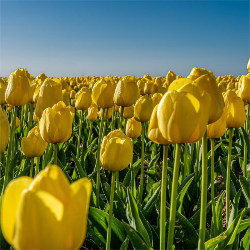 现在才明白 - 轻松助眠封面