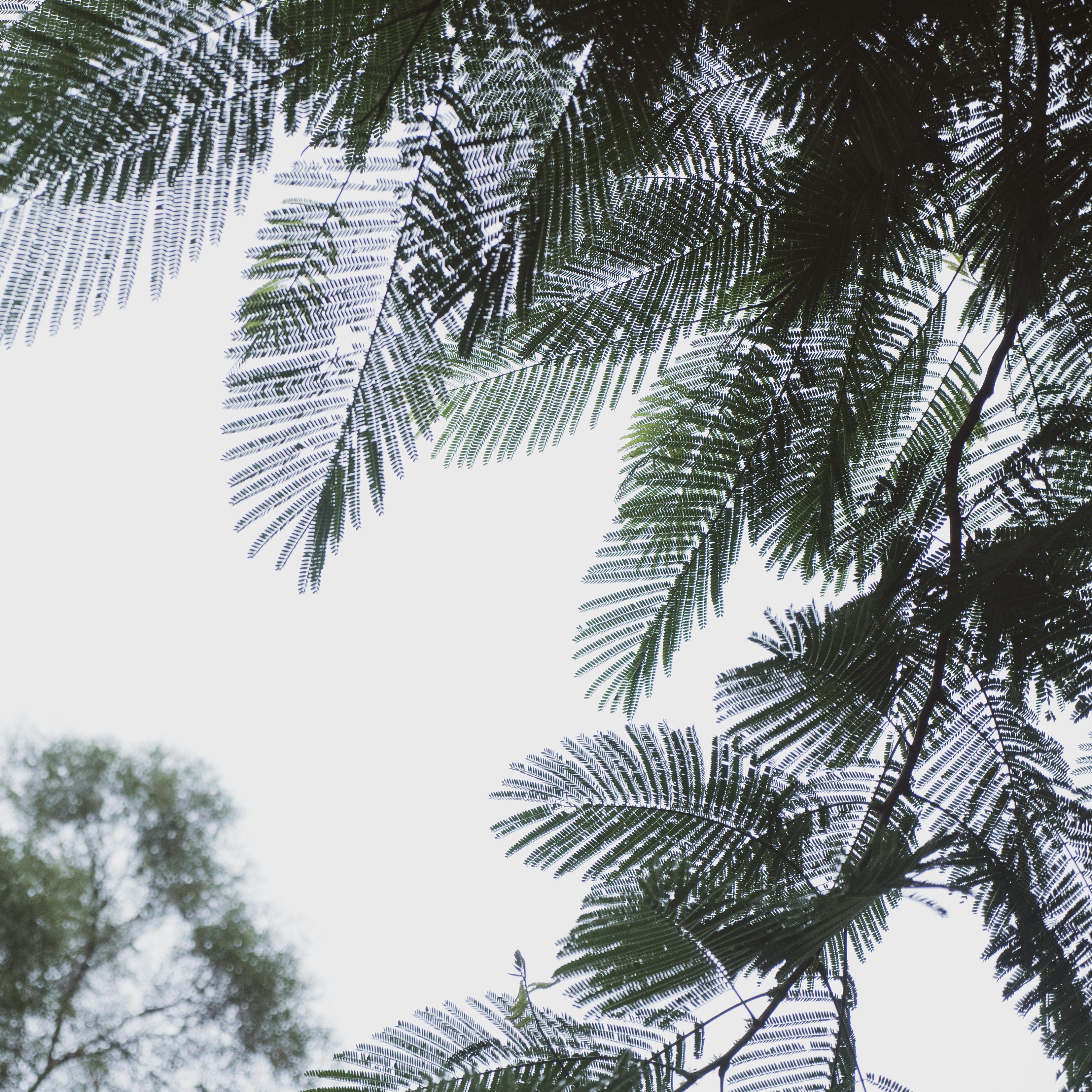 麦芽糖的香气 (八音盒)封面