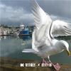 不来也行啊