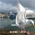 没房没车没爱