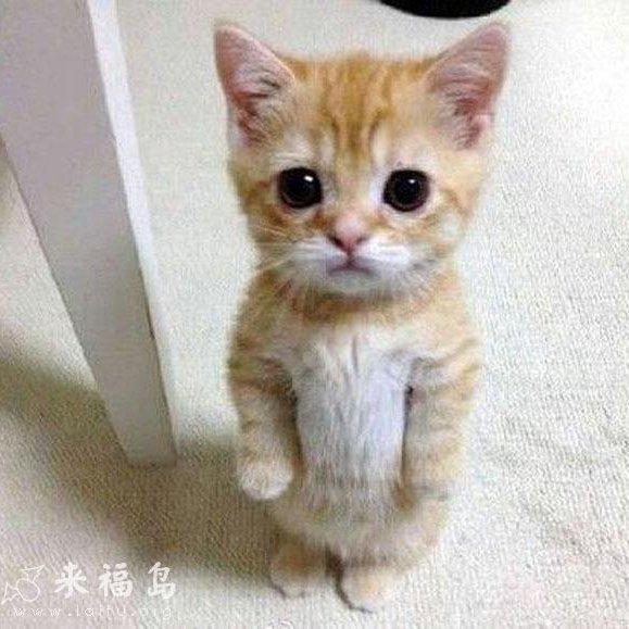 娃娃丢要结芬_uPtF