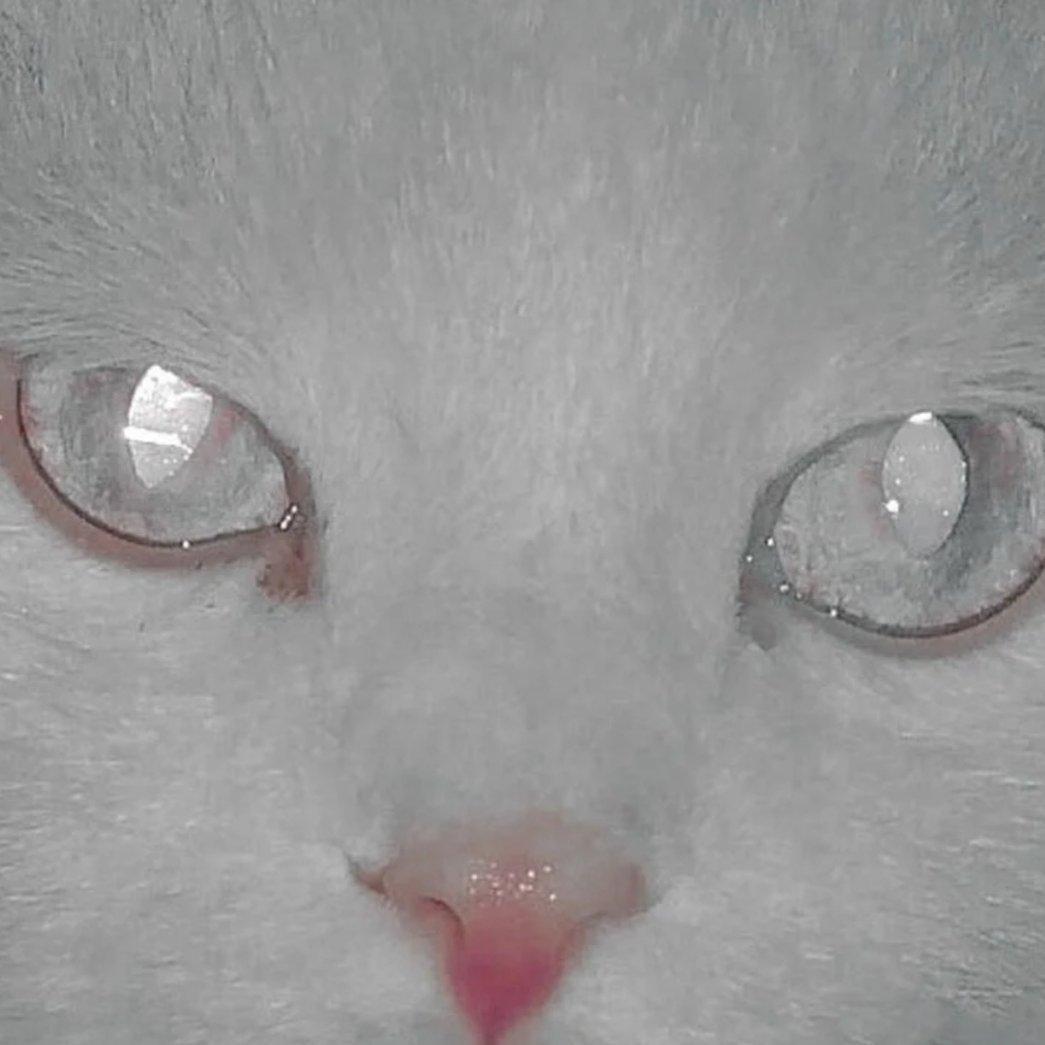 TT｜马思唯｜沙一汀｜法老｜王嘉尔｜Jony J