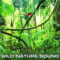 Wild Nature Sound