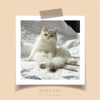 외눈박이 고양이