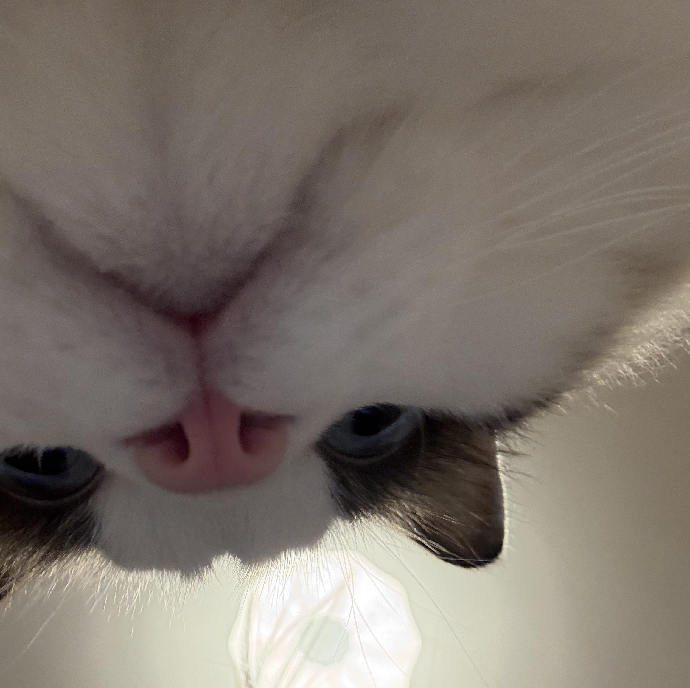 小猫球球要猫条封面
