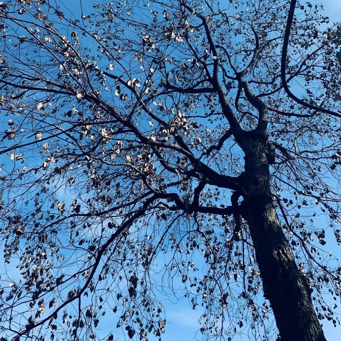 月光下的问封面