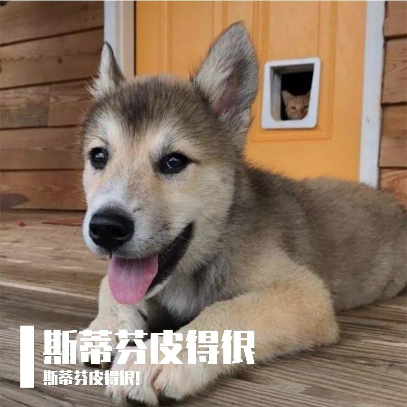 斑马斑马——斯蒂芬皮的很！（原唱：宋冬野）封面