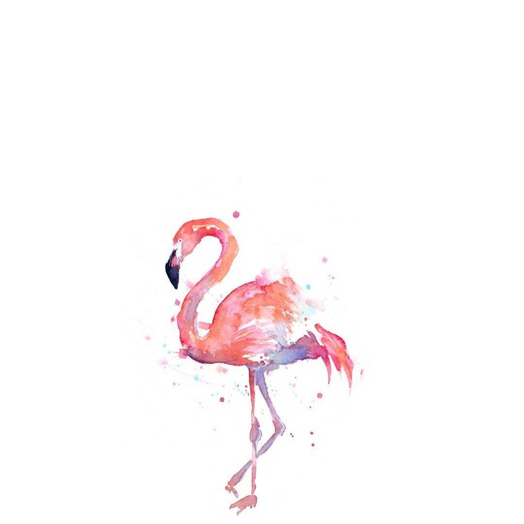 火烈鸟flamingo