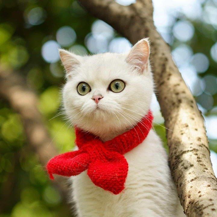 Ravel & Bartok & Depussy & Satie