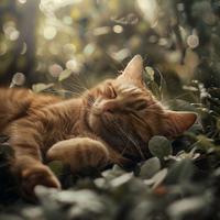 Tranquil Cat Vibes: Gentle Melodies for Serenity