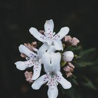 Lullabies for Deep Meditation - Gentle Sleep