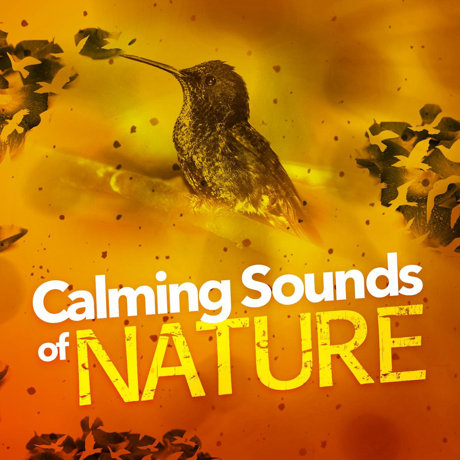 Rill Through the Trees