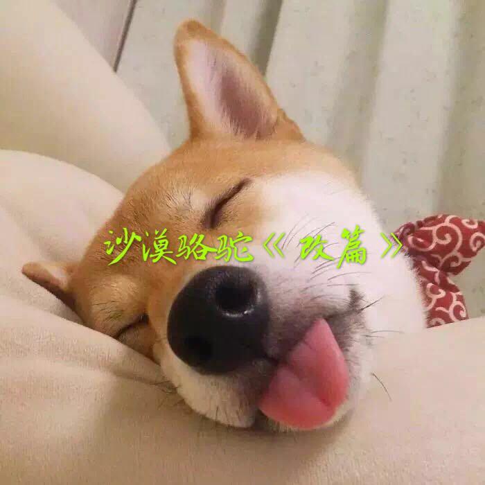 展展与罗罗-沙漠骆驼（苏念 remix）