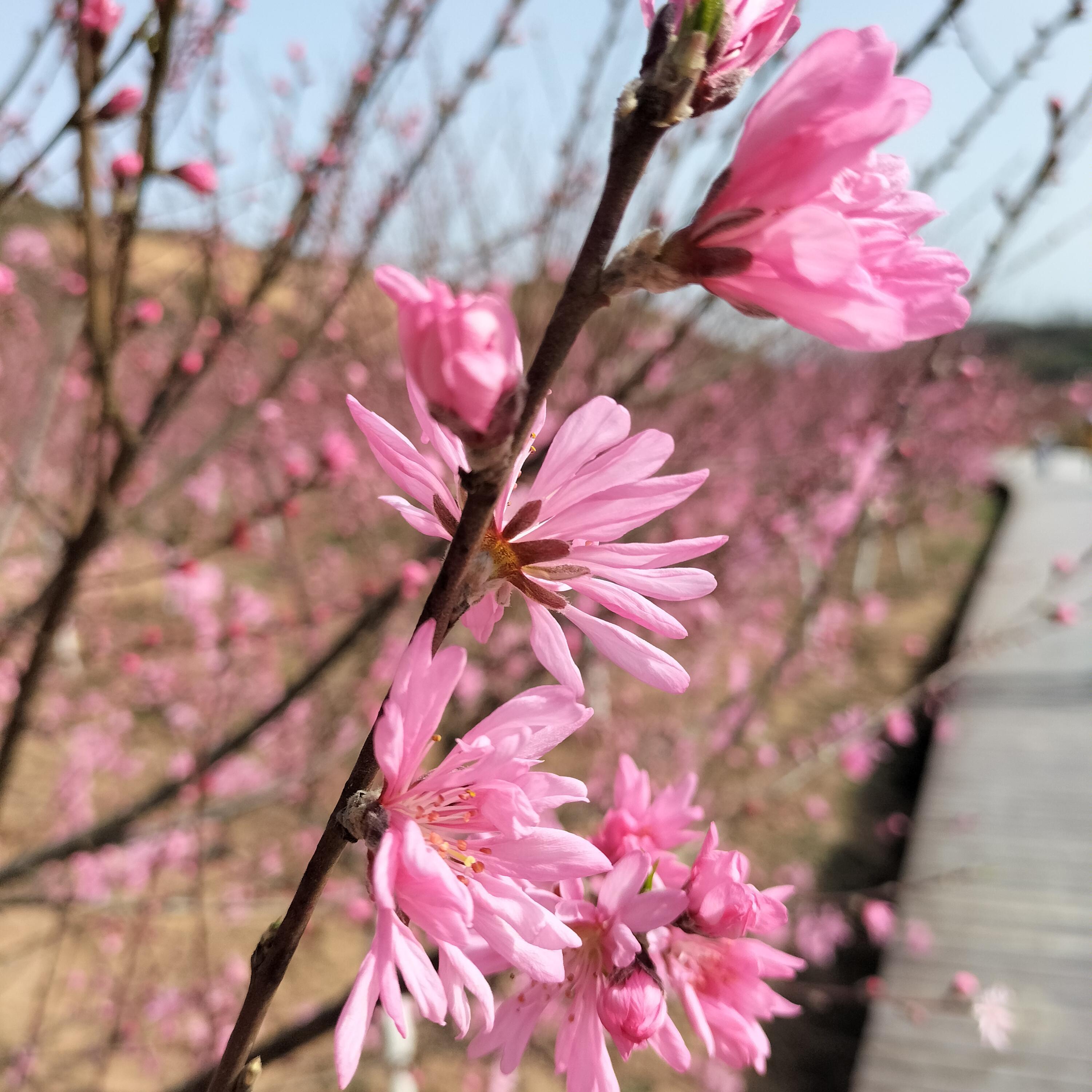 秋恋封面
