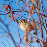 Forest Birds