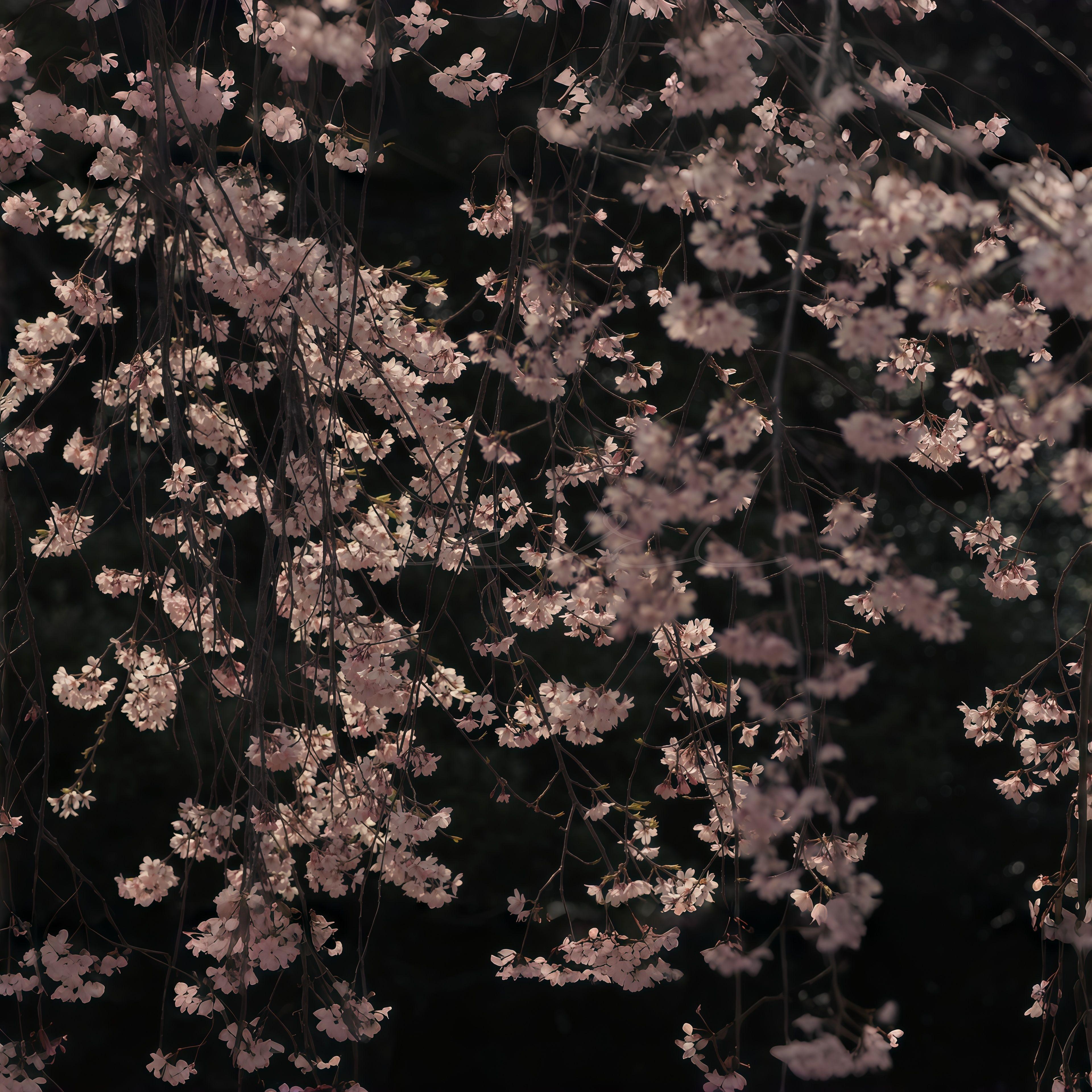 春瞬花约 ～ Fleeting Promise_春野杉卉_春瞬花约 ～ Fleeting Promise | 在线播放_春瞬花约 ～ Fleeting Promise歌词_春瞬花约 ～ Fleeting Promise下载 | 网易云音乐