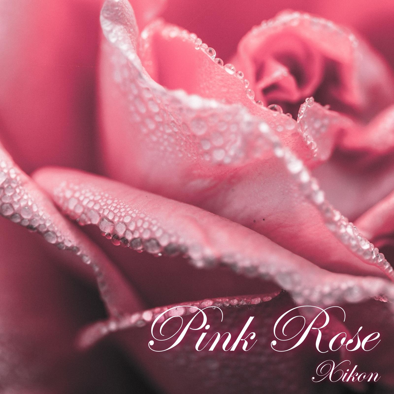 Pink Rose