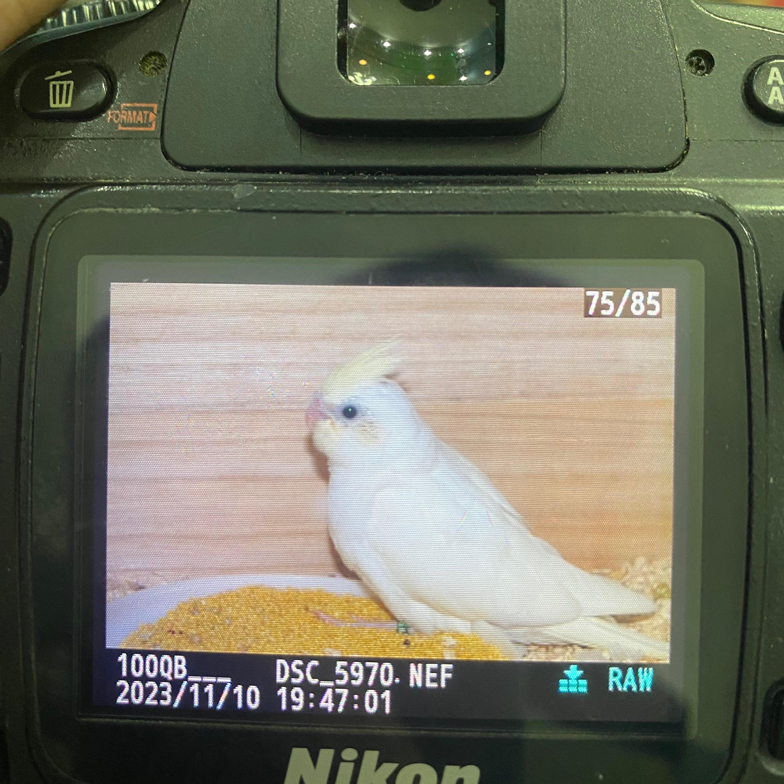 玄凤鹦鹉口哨peekaboo