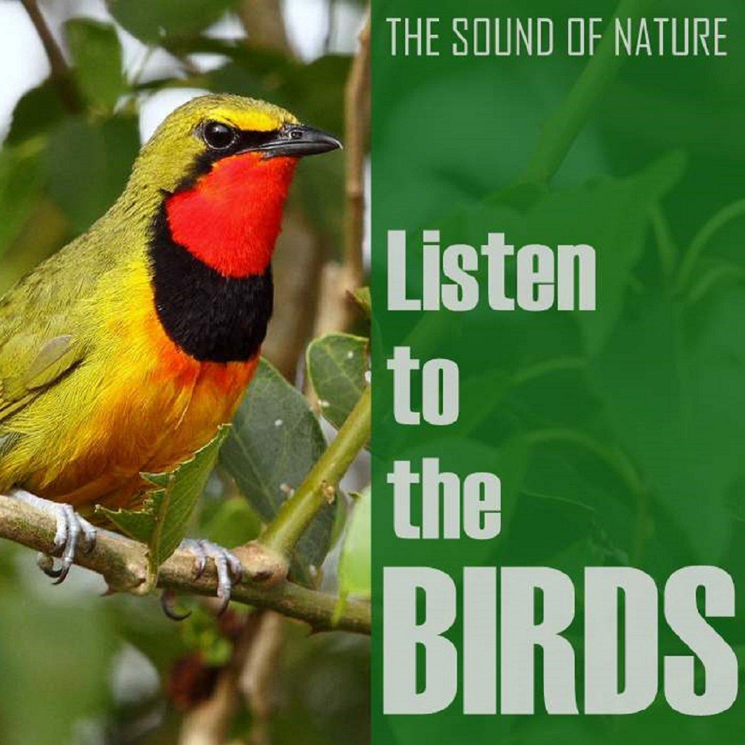  "Ultimate Guide to Attracting Cardinals Birds: Tips and Tricks for Bird Enthusiasts"