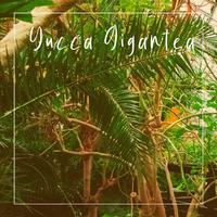 Yucca Gigantea