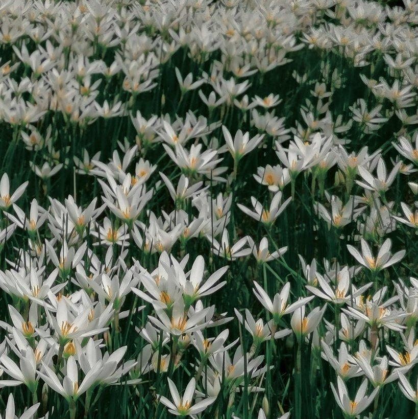 告五人 郭顶 柳爽 回春丹 橘子海 夏企