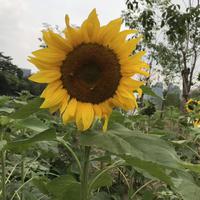 翻唱集
