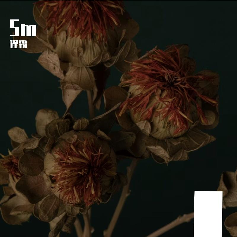 舞萌DX歌曲创作 - 豆包 - 程霜封面