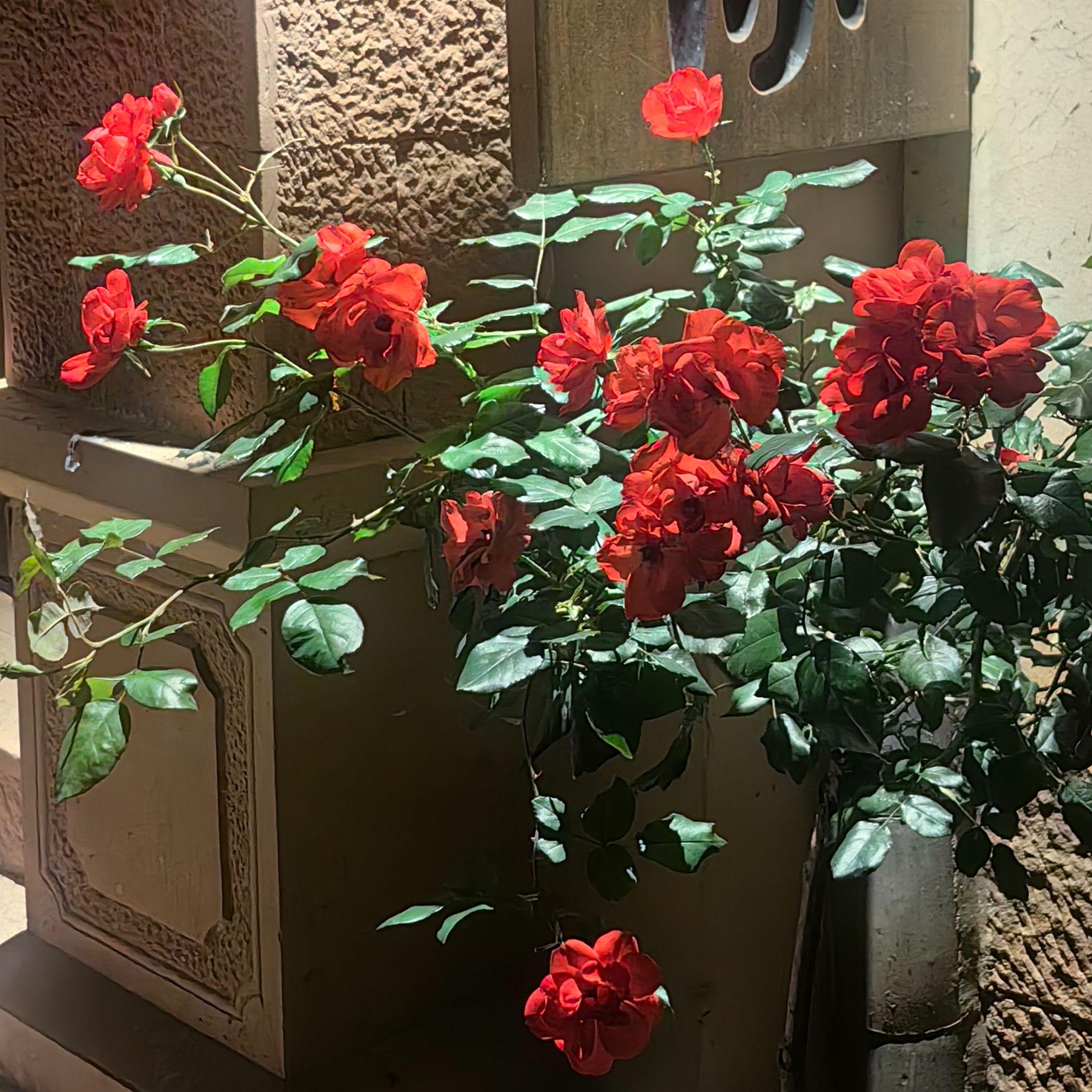 君（Cover 单依纯）