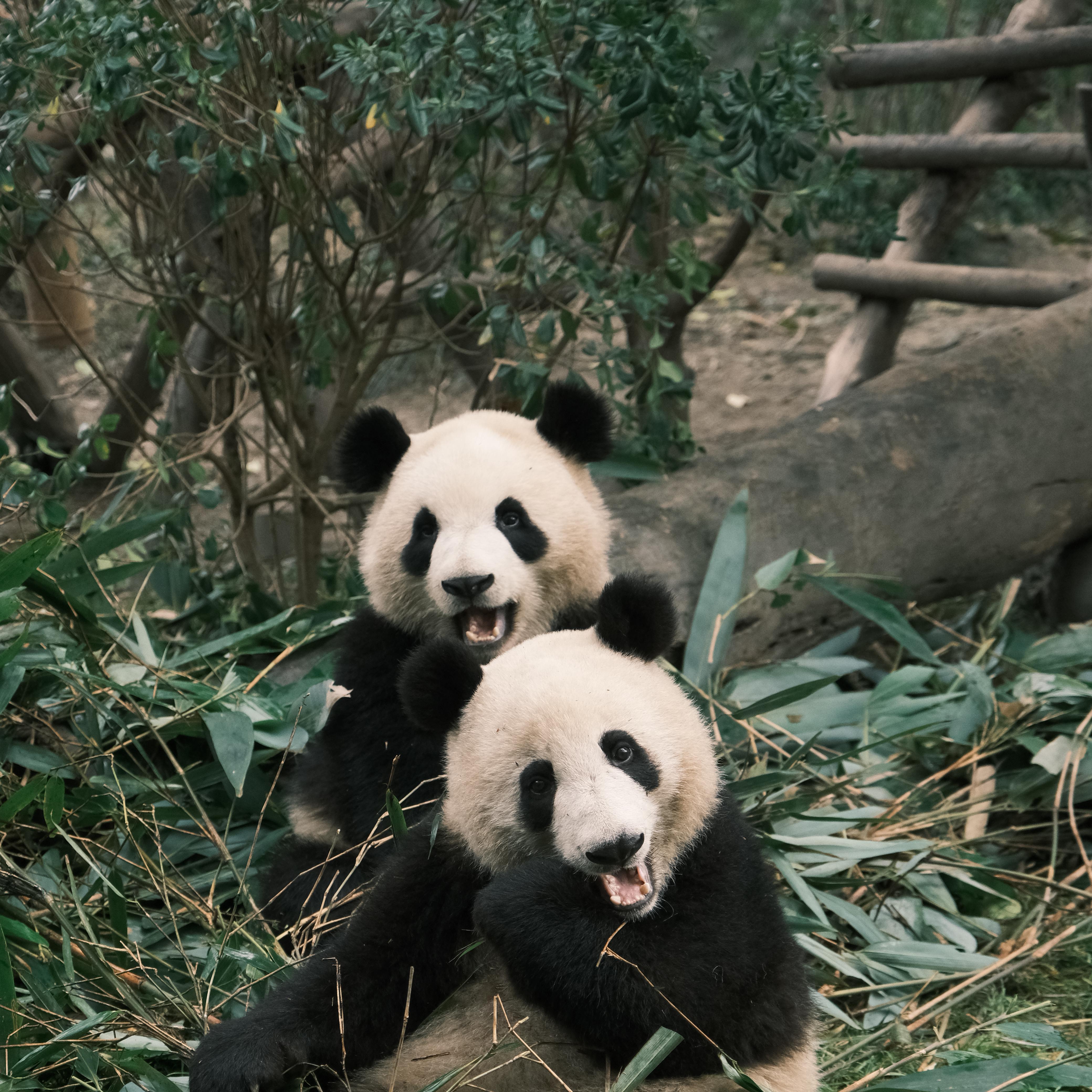 街灯晚餐封面