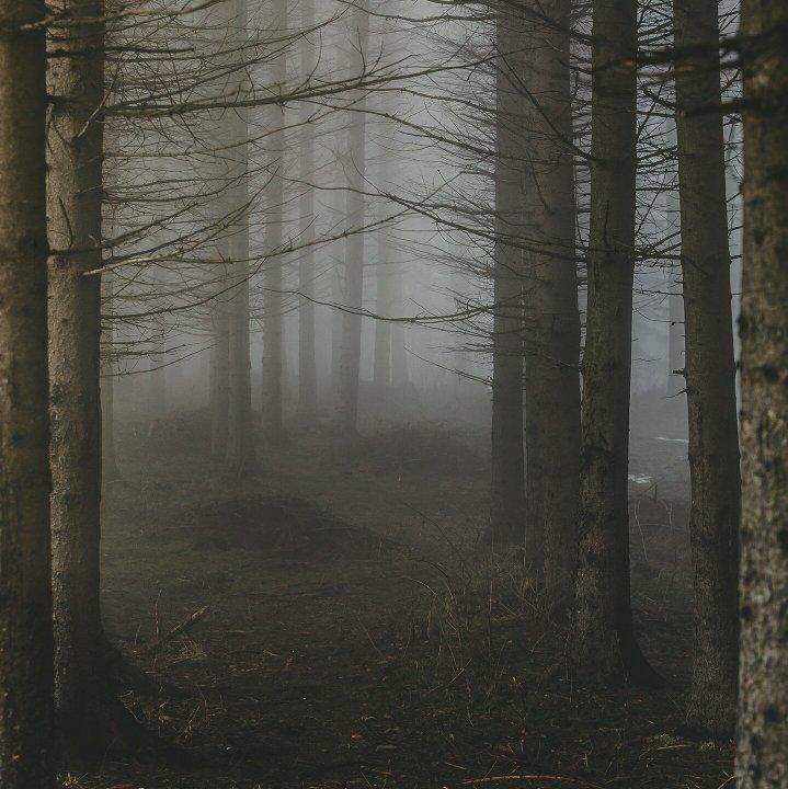 北欧孤独森林公园|迷失之地|纯音乐&电子